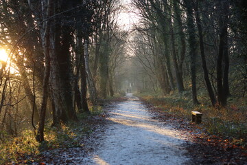 Fototapeta premium Tree lined countryside path in winter