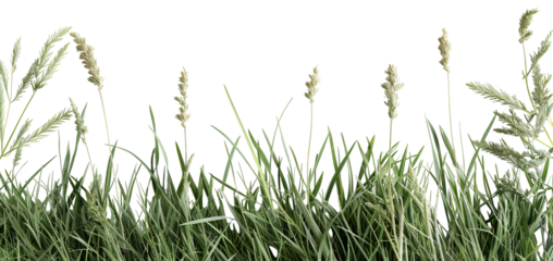 Meadow grass with a variety of blades and weeds. It is cut out and set on a transparent background, suitable for creative work, digital design, and art applications