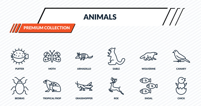 animals icons set - puffer, moth, armadillo, tropical frop, chick outline vector collection.