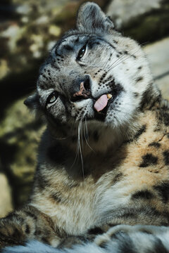 Snow leopard (Panthera uncia) detail portrait