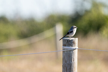 This wild small bird is a Loggerhead Shrike on the beach in Florida.