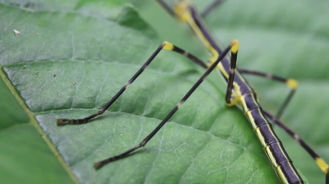 A large stick insect from the Amazone that passes by
