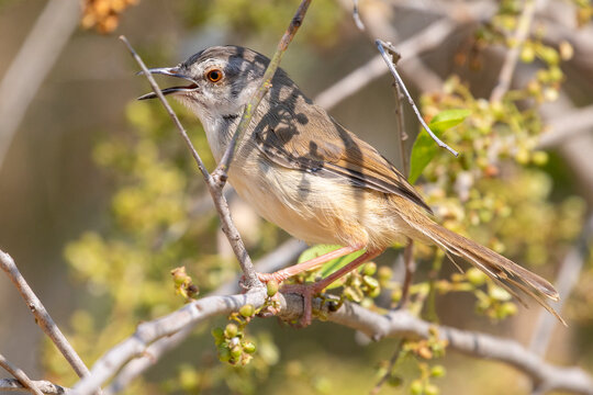 Tawny-flanked Prinia (Prinia subflava) foraging low in bush,  Limpopo, South Africa