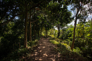 Dirt path through lush tropical forest with sunlight and dense trees