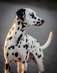 A striking Dalmatian dog with its iconic white coat and black spots, illuminated by the warm glow of golden hour sunlight.
