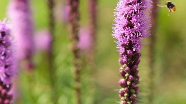 A bumblebee moves around purple flowers in a garden during the warm summer day showing the pollination process and natures activity.