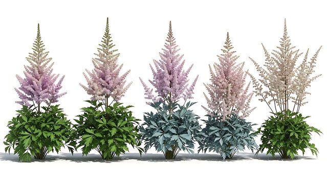astilbe plants a selection of flowering perennial varieties displayed on white for garden landscaping and architectural visualization.