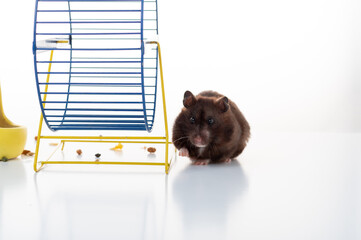 A domestic hamster crawls near the jogging wheel. Hamster on a white background.