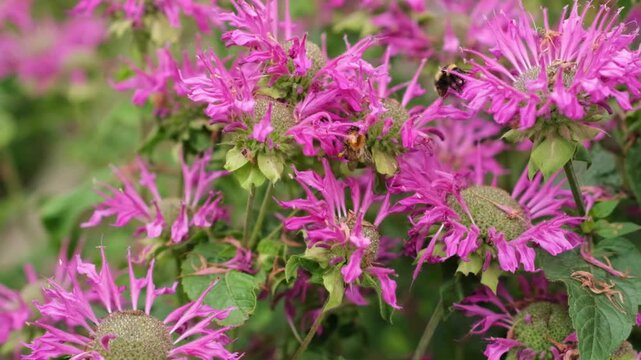 A close look at lush pink flowers buzzing with activity from bees and other insects during a sunny day in a garden.