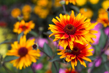 Obraz premium rudbeckia flowers in the garden - soft focus