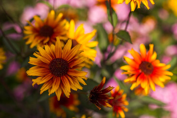Obraz premium rudbeckia flowers in the garden - soft focus
