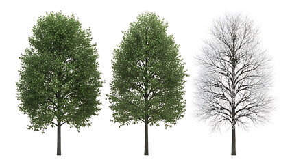 Fototapeta premium deciduous tree seasons variations isolated on white background showing lush green summer and bare winter states for design projects.