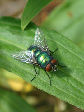 The common green bottle fly (Lucilia sericata), male sitting on a green leaf