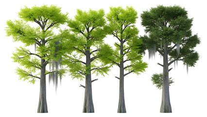 Fototapeta premium diverse bald cypress trees with green foliage and spanish moss isolated for wetland habitat design and architectural visualization elements.