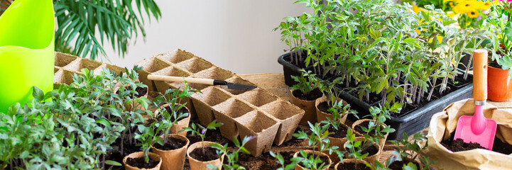 Young green seedlings of tomato and pepper in eco friendly pots, pricking out, transplanting seedlings from plastic containers into peat pots, banner