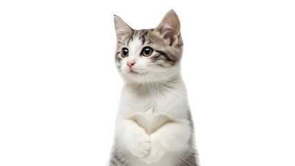 Fototapeta premium Cute cat isolated on transparent background looking cute