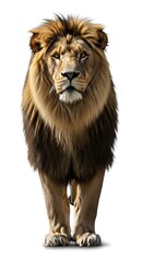 Obraz premium Majestic Lion Portrait - A Captivating Gaze of the King of Beasts.