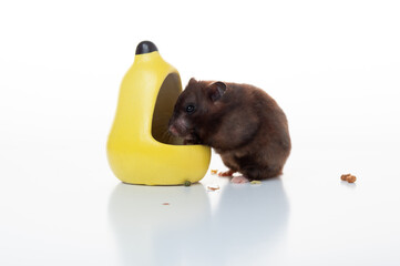 Cute domestic hamster eating from a yellow feeder, isolated on a white background. Small pet animal feeding concept.
