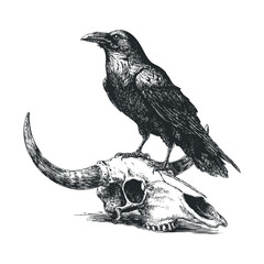 Obraz premium Black raven perched on a bull skull illustration, rendered in a detailed vintage engraving style, evoking themes of nature, death, and the wild west.