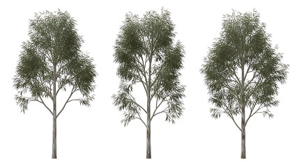 eucalyptus tree isolated featuring green leaves and light bark this versatile plant asset works for architectural plans and landscape design.
