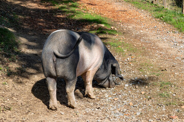 Cochon noir basque en libert&eacute;