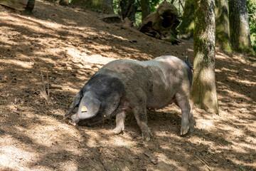 Cochon noir au Pays Basque