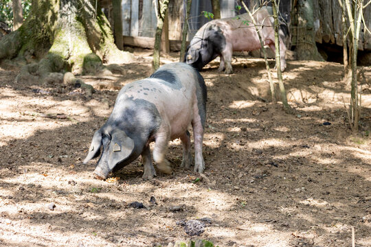 Cochons plein air