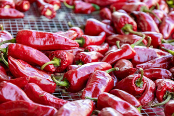 S&eacute;chage des piments d'Espelette