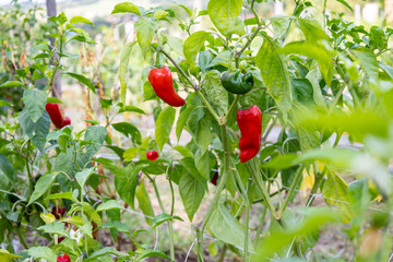 Piment d'Espelette ; culture