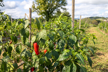 Piment d'Espelette, pays basque 