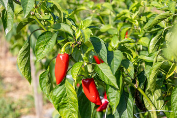 Culture du piment d'Espelette