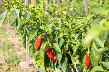 Culture des  piments d'Espelette