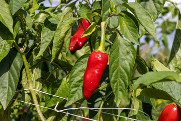 Culture du Piment d'Espelette