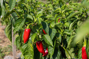 Culture des  piments d'Espelette