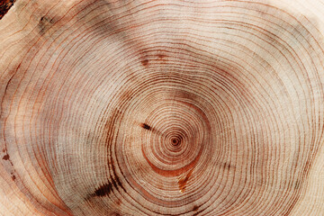 Natural wooden background, wood texture annual rings form. Macro photo of cross section of juniper log, graphic nature organic pattern. Sawed timber close up with tree ring pattern, natural light © yrabota