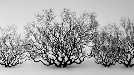 Elegant Black Coral Reef Silhouettes with Dynamic Organic Curves on a Clear Transparent Backdrop for Modern Graphics