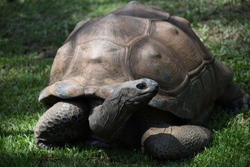 Obraz premium Turtle