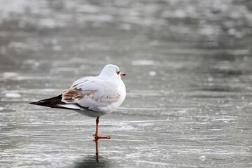 Obraz premium Black-headed gull, Larus ridibundus ,stand on the ice on the surface of a lake on a very cold winter day.