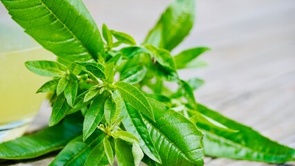 Bunch of fresh organic lemon verbena (Aloysia citrodora) for herbal tea and healthy infusion