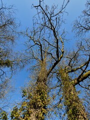 Obraz premium Low angle view of a tall bare tree with ivy against a clear blue sky.