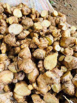 Cut Ginger Seed Rhizomes for Planting