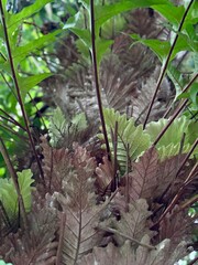 Drynaria quercifolia clings to trees, perfect for creative nature backgrounds.
