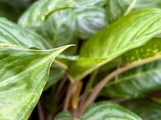 aglaonema plant leaves, natural green leaf background
