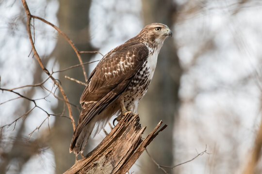 Red Tailed Hawk on Branch, Buteo jamaicensis, wildlife bird