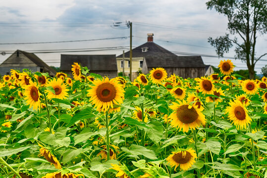 sunflower farm in Griswold Connecticut