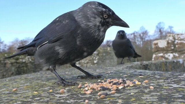 Jackdaw (Corvus monedula) with plumage pigment abnormality (Leucism) in closeup, eating seeds from the top of a stone wall. January, Kent, UK [Half speed]