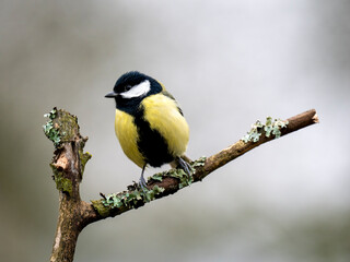 Fototapeta premium Kohlmeise, Parus major 