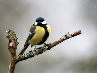Naklejka premium Kohlmeise, Parus major 