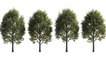 Fototapeta premium four green deciduous trees isolated on a clean white background ideal for architectural visualization landscape design and summer foliage renders.