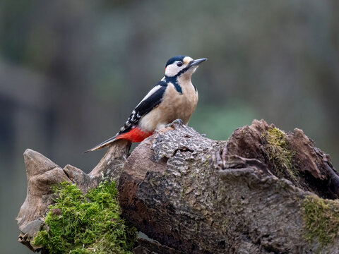 Buntspecht, Great Spotted Woodpecker, Dendrocopos major
